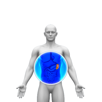 Dalak Ne İşe Yarar? Büyümesi Neden Olur?