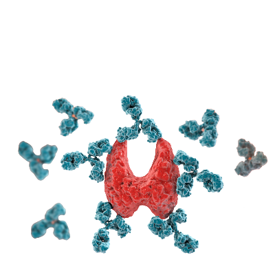 Haşimoto Tiroiditi Nedir? Neden ve Nasıl Ortaya Çıkar?